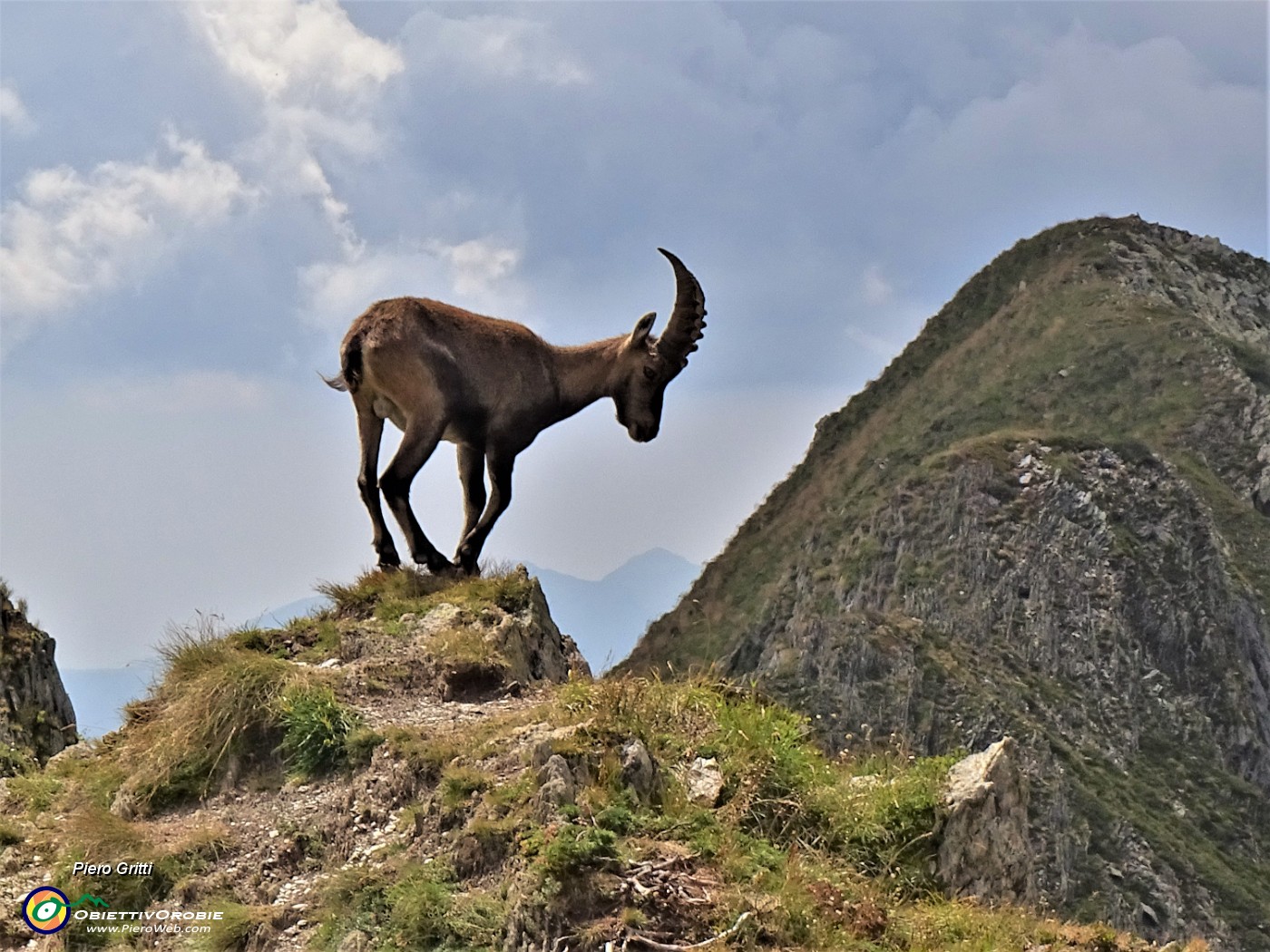 07 Al Passo della Selletta (2372 m) stambecco sul cocuzzolo .JPG